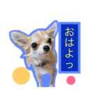 Chihuahua friends（個別スタンプ：4）