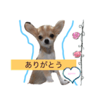 Chihuahua friends（個別スタンプ：6）