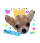 Chihuahua friends（個別スタンプ：10）