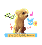 Chihuahua friends（個別スタンプ：12）