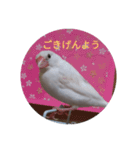 Sakura Java Pi（個別スタンプ：1）