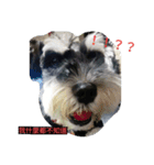 Schnauzer Princess - Mika Chao（個別スタンプ：3）