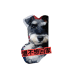 Schnauzer Princess - Mika Chao（個別スタンプ：4）