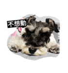 Schnauzer Princess - Mika Chao（個別スタンプ：6）