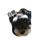 Schnauzer Princess - Mika Chao（個別スタンプ：11）