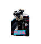 Schnauzer Princess - Mika Chao（個別スタンプ：12）