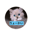 うちの猫あおちゃん（個別スタンプ：5）