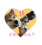 akitas family（個別スタンプ：9）