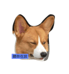 Corgi Star（個別スタンプ：1）