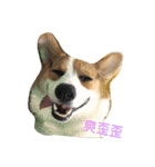 Corgi Star（個別スタンプ：2）