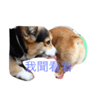 Corgi Star（個別スタンプ：3）