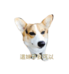 Corgi Star（個別スタンプ：6）