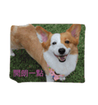 Corgi Star（個別スタンプ：10）