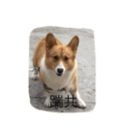 Corgi Star（個別スタンプ：13）