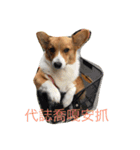 Corgi Star（個別スタンプ：14）