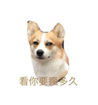 Corgi Star（個別スタンプ：15）