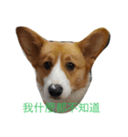 Corgi Star（個別スタンプ：16）