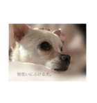 ぼく犬です。2（個別スタンプ：3）