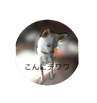 ぼく犬です。2（個別スタンプ：5）