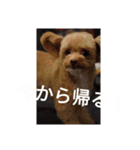 愛犬ちるの1日（個別スタンプ：3）