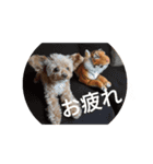 愛犬ちるの1日（個別スタンプ：5）