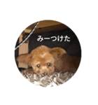 愛犬ちるの1日（個別スタンプ：12）