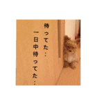 愛犬ちるの1日（個別スタンプ：13）