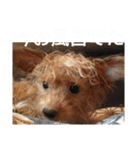 愛犬ちるの1日（個別スタンプ：14）