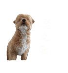 愛犬ちるの1日（個別スタンプ：16）