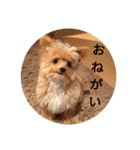 愛犬ちるの1日（個別スタンプ：17）