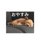 愛犬ちるの1日（個別スタンプ：19）