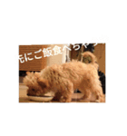 愛犬ちるの1日（個別スタンプ：21）