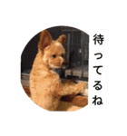 愛犬ちるの1日（個別スタンプ：22）