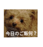 愛犬ちるの1日（個別スタンプ：26）