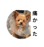 愛犬ちるの1日（個別スタンプ：28）