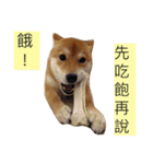 shibainu Cookie's life 2（個別スタンプ：2）