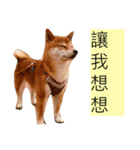 shibainu Cookie's life 2（個別スタンプ：5）