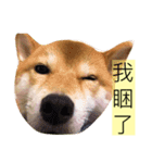 shibainu Cookie's life 2（個別スタンプ：6）