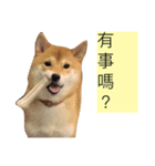 shibainu Cookie's life 2（個別スタンプ：7）