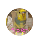 インコのハルくん3（個別スタンプ：1）