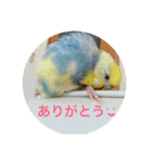 インコのハルくん3（個別スタンプ：2）