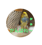 インコのハルくん3（個別スタンプ：4）