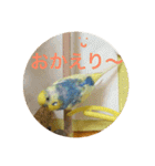 インコのハルくん3（個別スタンプ：5）