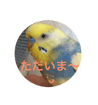 インコのハルくん3（個別スタンプ：6）