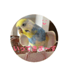 インコのハルくん3（個別スタンプ：7）