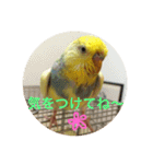 インコのハルくん3（個別スタンプ：9）