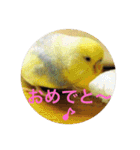 インコのハルくん3（個別スタンプ：11）