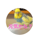 インコのハルくん3（個別スタンプ：15）