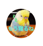 インコのハルくん3（個別スタンプ：17）