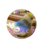 インコのハルくん3（個別スタンプ：19）